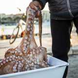 Ad accoglierci � un signore con un fantastico polpo da cinque chili